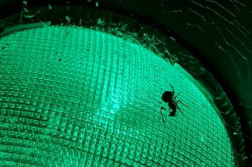 Foto einer Verkehrsampel und eines Insekts von Kerstin Borchhardt.