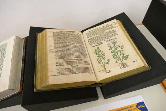 Kräuterbuch von Hieronymus Bock aus dem Jahr 1556. 