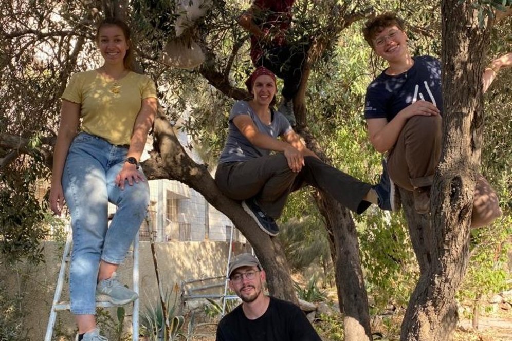 Teilnehmer:innen des Theologischen Studienjahres bei der Olivenernte am Ölberg.