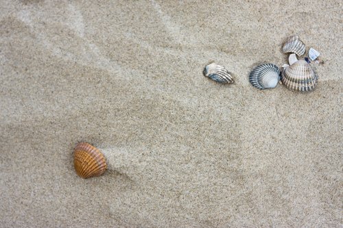 Sand mit Muscheln